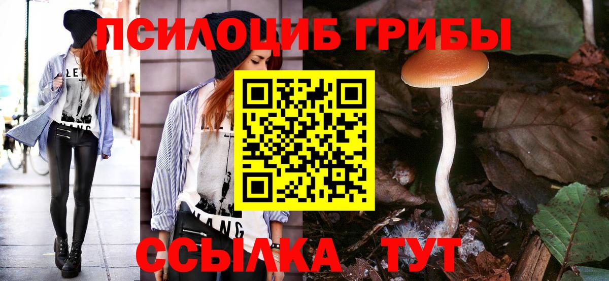 купить   Вход с VPN  Грязи  Псилоцибиновые грибы Psilocybe 